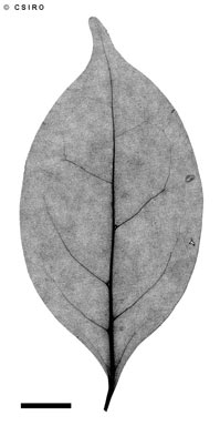APII jpeg image of Cyclophyllum protractum  © contact APII