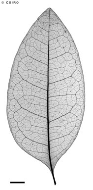 APII jpeg image of Rhysotoechia mortoniana  © contact APII