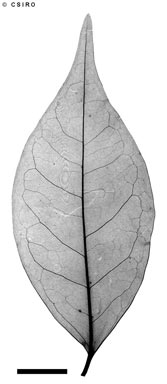 APII jpeg image of Ligustrum australianum  © contact APII