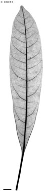APII jpeg image of Cerbera floribunda  © contact APII