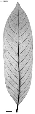 APII jpeg image of Aglaia australiensis  © contact APII