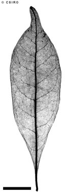 APII jpeg image of Polyosma reducta  © contact APII