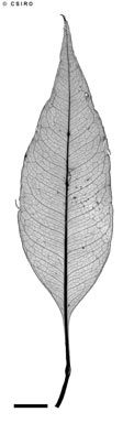APII jpeg image of Stockwellia quadrifida  © contact APII