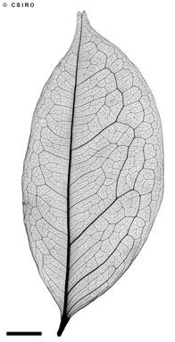 APII jpeg image of Maniltoa lenticellata  © contact APII