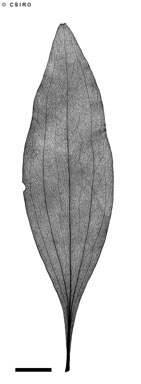 APII jpeg image of Stenocarpus sp. Hinchinbrook Is. (F.D.Hocking AQ229860)  © contact APII
