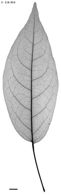 APII jpeg image of Actephila petiolaris subsp. petiolaris  © contact APII