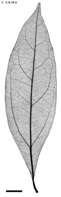 APII jpeg image of Cryptocarya clarksoniana  © contact APII