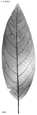 APII jpeg image of Litsea macrophylla  © contact APII