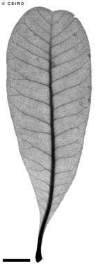APII jpeg image of Buchanania obovata  © contact APII
