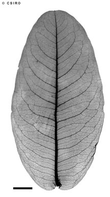APII jpeg image of Xanthostemon eucalyptoides  © contact APII
