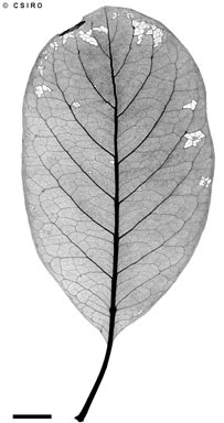APII jpeg image of Terminalia aridicola subsp. chillagoensis  © contact APII
