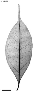 APII jpeg image of Cryptocarya sp. Boonjie (L.W.Jessup+ 319)  © contact APII