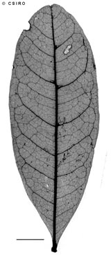 APII jpeg image of Cupaniopsis fleckeri  © contact APII