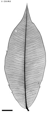APII jpeg image of Alyxia ilicifolia  © contact APII