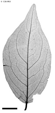 APII jpeg image of Diospyros cordifolia  © contact APII
