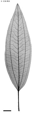 APII jpeg image of Melastoma cyanoides  © contact APII
