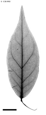 APII jpeg image of Randia tuberculosa  © contact APII