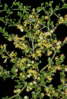 APII jpeg image of Everistia vacciniifolia f. crassa  © contact APII