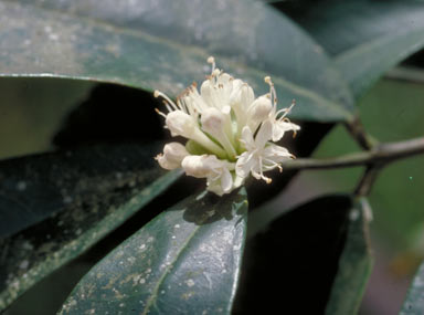 APII jpeg image of Phaleria octandra  © contact APII