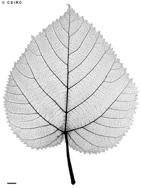 APII jpeg image of Dendrocnide cordifolia  © contact APII