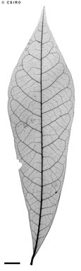 APII jpeg image of Eupomatia barbata  © contact APII