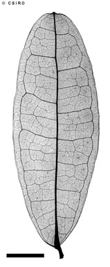 APII jpeg image of Hibbertia melhanioides  © contact APII