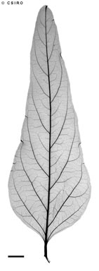APII jpeg image of Crotalaria verrucosa  © contact APII