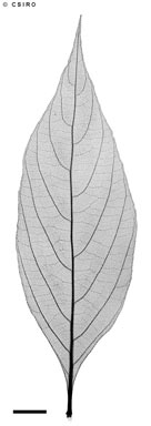 APII jpeg image of Stephanophysum longifolium  © contact APII