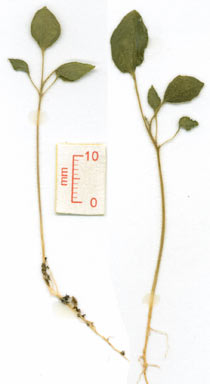 APII jpeg image of Solanum dimorphispinum  © contact APII