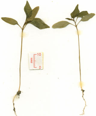 APII jpeg image of Solanum seaforthianum  © contact APII