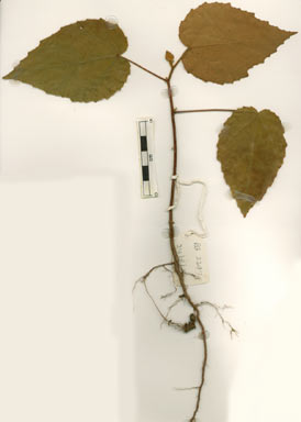 APII jpeg image of Commersonia macrostipulata  © contact APII