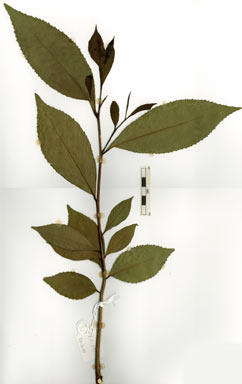 APII jpeg image of Camellia sinensis  © contact APII