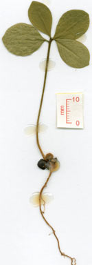 APII jpeg image of Phaleria octandra  © contact APII
