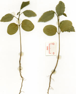 APII jpeg image of Grewia oxyphylla  © contact APII