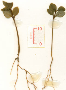 APII jpeg image of Tasmannia membranea  © contact APII