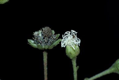APII jpeg image of Adenostemma macrophyllum  © contact APII