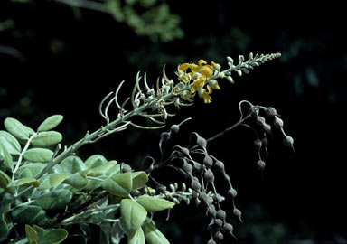 APII jpeg image of Sophora tomentosa  © contact APII