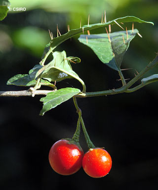 APII jpeg image of Solanum macoorai  © contact APII