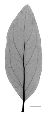 APII jpeg image of Dactyliophora novae-guineae  © contact APII