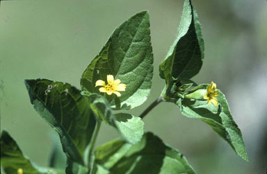APII jpeg image of Calyptocarpus vialis  © contact APII