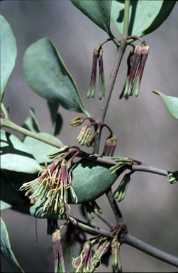APII jpeg image of Amyema villiflora subsp. villiflora  © contact APII