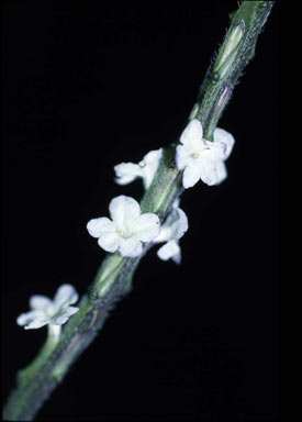 APII jpeg image of Stachytarpheta cayennensis  © contact APII