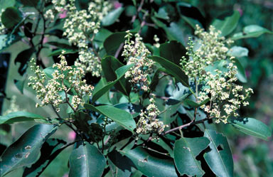 APII jpeg image of Geijera salicifolia var. salicifolia  © contact APII