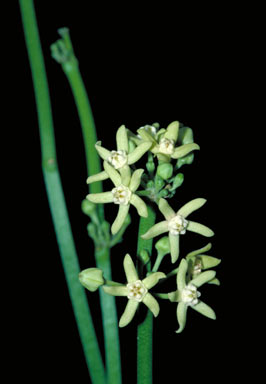 APII jpeg image of Cynanchum viminale subsp. brunonianum  © contact APII