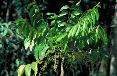 APII jpeg image of Ailanthus integrifolia subsp. integrifolia  © contact APII
