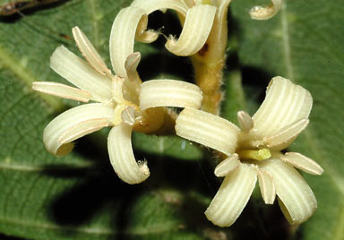 APII jpeg image of Alangium villosum subsp. tomentosum  © contact APII