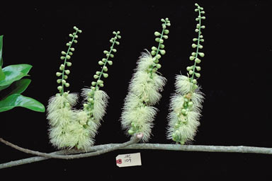 APII jpeg image of Barringtonia calyptrata  © contact APII