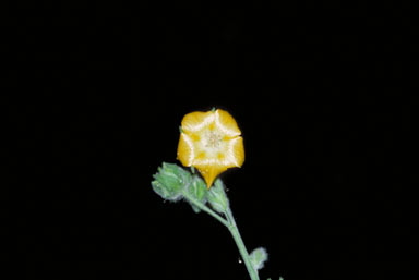 APII jpeg image of Abutilon auritum  © contact APII