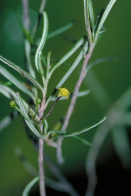 APII jpeg image of Shonia tristigma subsp. parvifolia  © contact APII