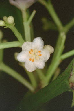 APII jpeg image of Hernandia albiflora  © contact APII